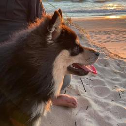 Finnish Lapphunds from Akasha Wind