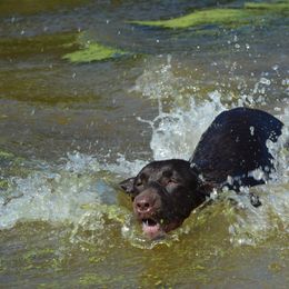 Labrador Retriever All Grown Up from Champion Retrievers