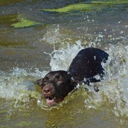 Labrador Retriever All Grown Up from Champion Retrievers