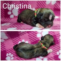 Girl 2 - Red female Lhasa Apso puppy in Cincinnati, Ohio from Shangri-La Lhasa Apsos