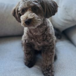 Bernedoodle, Cavapoo, Goldendoodle, Schnoodle, and Shihpoo All Grown Up from NC Doodle Puppies