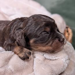 Chocolate and tan Girl - Chocolate female Cavapoo puppy in Newport Beach, California from WW Cavapoos