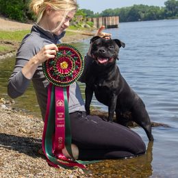 Staffordshire Bull Terrier All Grown Up from Theatric Staffords