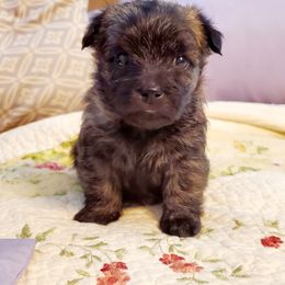 Cairn Terrier Puppies from Ferguson's Cairn Terriers