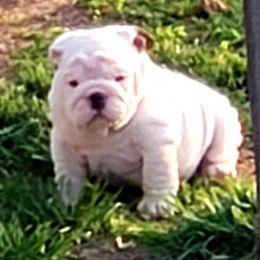 Bulldogs and French Bulldogs from Clever Bulldogs
