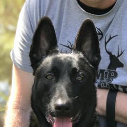 Belgian Malinois All Grown Up from Bayou State Malinois