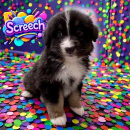 SCREECH - Black Tri Male - Black tri-color male Australian Shepherd puppy in Gainesville, Texas from Lady Luck Aussies
