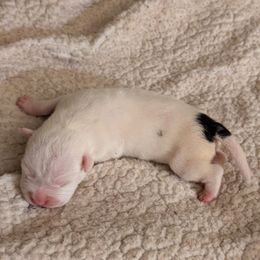 Mr. Freeze - Black male American Staffordshire Terrier puppy in Conley, Georgia from Cicero Kennels