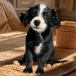 Beetle - Tri-color male Bernedoodle puppy in Mesa, Arizona from Desert Sheepies and Doodles