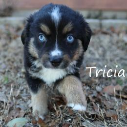 Tricia - female Miniature Australian Shepherd puppy in Godley, Texas from Flying H Toy and Mini Aussies