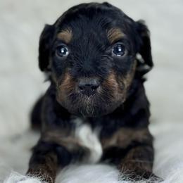 BTM11 - Black tri-color male Aussiedoodle puppy in Prague, Oklahoma from Classic K9’s  Aussies & Doodles