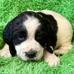 London - Black and white male English Springer Spaniel puppy in Madison, Indiana from McCollough's Pawsome Spaniels and Danny's Delightful Dachshunds