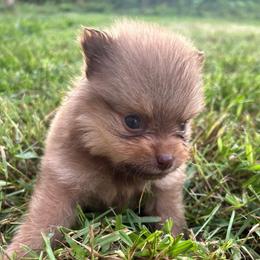 Biscuit - Chocolate merle male Pomeranian puppy in Somerset, Kentucky from Perez Pomeranians