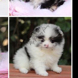 Pomeranians from My Precious Poms