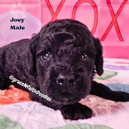 Joey - Black male Goldendoodle puppy in Peytno, Colorado from Grace N Faith Doodles