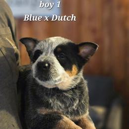 Boy 1 - Blue male Australian Cattle Dog puppy in Monroe, North Carolina from Creek View Cattle Dogs