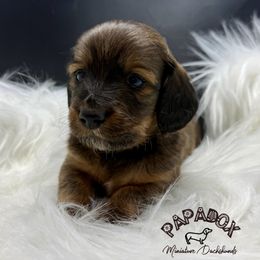 Mercury - Red male Dachshund puppy in Town Creek, Alabama from PapaDox Miniature Dachshunds