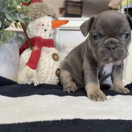 Evie - Liver female French Bulldog puppy in Warm Springs, Arkansas from Seven Hills Arkansas