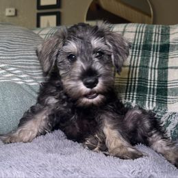 Woody - Black and silver male Miniature Schnauzer puppy in Akeley, Minnesota from Great Northern Schnauzers