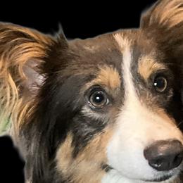 Pembroke Welsh Corgis from Bestfurends