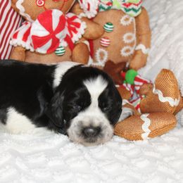 Boy 5 - English Springer Spaniel puppy in Swainsboro, Georgia from Sweet Georgia Springers