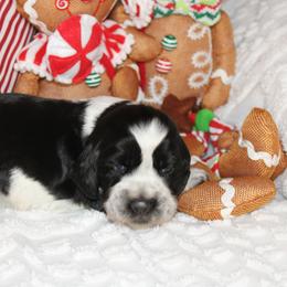 Boy 5 - English Springer Spaniel puppy in Swainsboro, Georgia from Sweet Georgia Springers