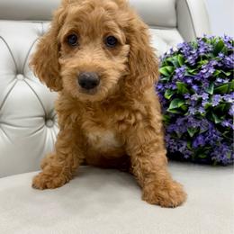 Keelie - Brown female Double Doodle puppy in Lagrange, Georgia from Abbott Mini Doodles