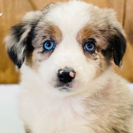 Australian Shepherds and Miniature Australian Shepherds from Far West Aussies