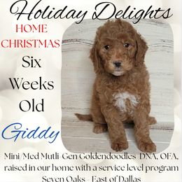 Giddy - Red  male Goldendoodle puppy in Scurry, Texas from 07 Seven Oaks Goldens and Doodles