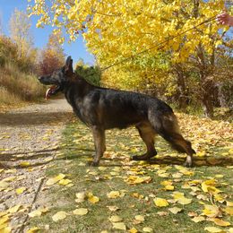 Caesar - German Shepherd