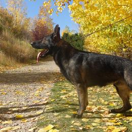 Caesar - German Shepherd