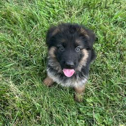 Black collar - Black and red male German Shepherd puppy in Pana, Illinois from von Fenja German Shepherd Dogs
