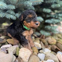 Boy 1 - Black grizzle and tan male Welsh Terrier puppy in Marshallville, Ohio from Anne's Pups
