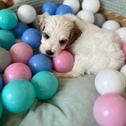 Patches - Parti male Goldendoodle puppy in San Jose, California from Doodle Amore