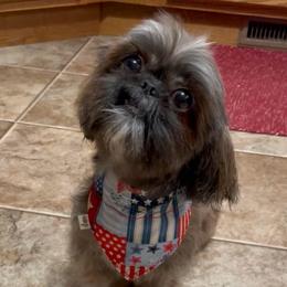 Ruby Grace - Shih Tzu