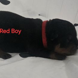 Red - Black and mahogany male Rottweiler puppy in Lebanon, Oregon from SOUTH SANTIAM ROTTWEILERS