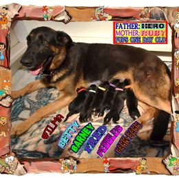Girl 1 - female German Shepherd puppy in Murrieta, California from Diamond Oaks German Shepherds