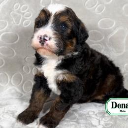 Denali - Sable male Bernedoodle puppy in Milan, Indiana from Doodles & Spice