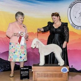 Midas - Bedlington Terrier