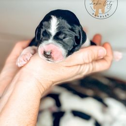 Labradoodle and Poodle Puppies from Lake City Poodles & Doodles
