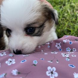 Miniature Australian Shepherd and Pembroke Welsh Corgi Puppies from Fluffy Butt Acres