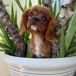 Daphne - Ruby female Cavalier King Charles Spaniel puppy in Temecula, California from Diamond Cavaliers