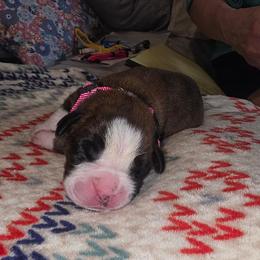 Pink girl - Brindle female Boxer puppy in Titusville, Florida from Saskobox