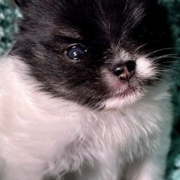 Pomeranians from Rare Beauty Pomeranian