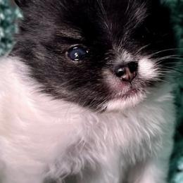 Pomeranians from Rare Beauty Pomeranian
