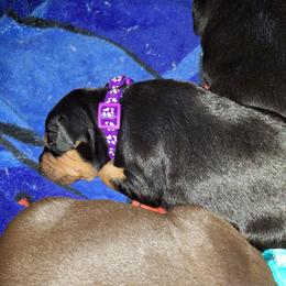 Mileena - Black and tan female Miniature Pinscher puppy in Grove, Oklahoma from K&J's Min Pins Of Grand Lake