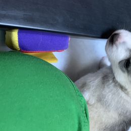 Siberian Husky Puppies from Sassenach Siberians