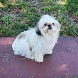 Lulu - Shih Tzu