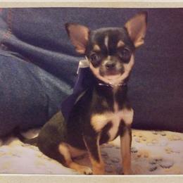 Chihuahua Puppies from Chilove Chihuahuas