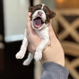 Astro - TOY SIZED - Sable and white male Cockapoo puppy in Pledger, Texas from Sugarbear Cockapoos